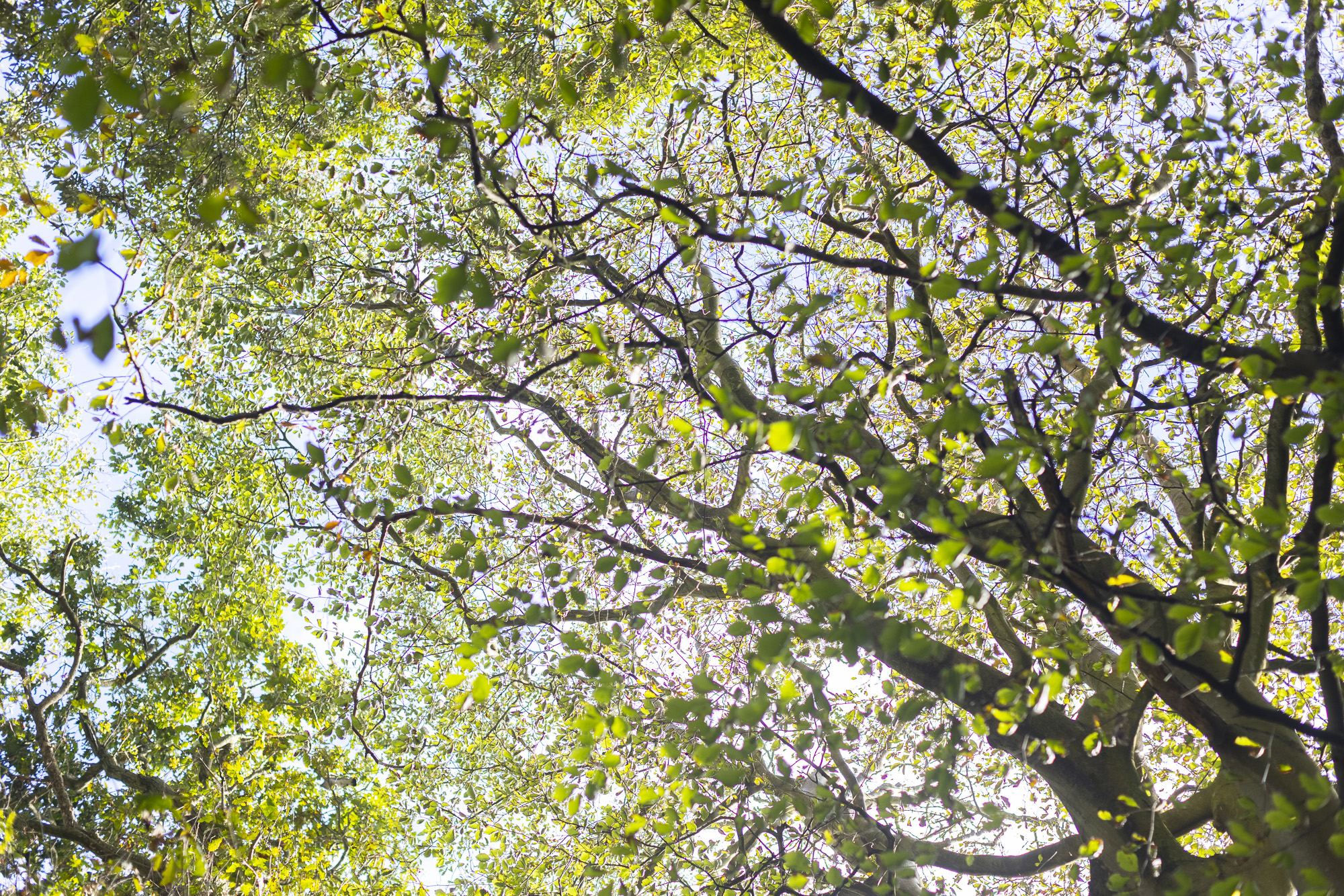 Trees on campus at AECC UC