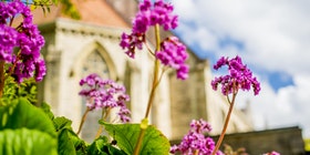 Flowers at college